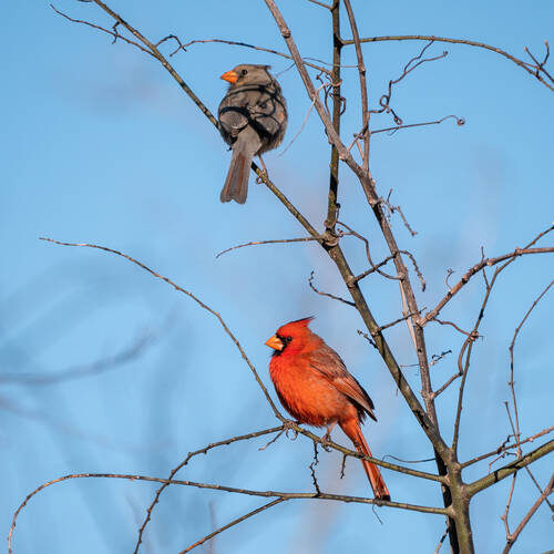 Banner Image for The Avian Rebbe - Northern Cardinals: Unspoken Love (Zoom Only)